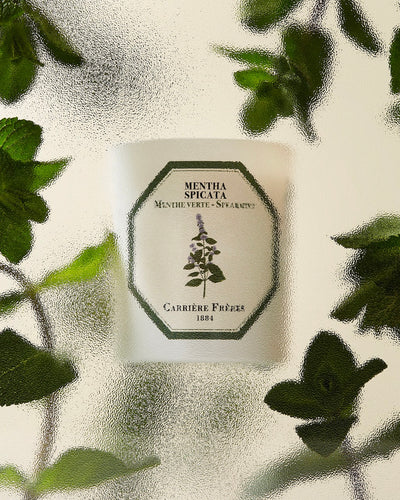 LLOYD AND PAUL HOME LUXURIES CARRIERE FRERES Spearmint Candle